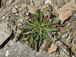 Image of Picris morrisonensis Hayata