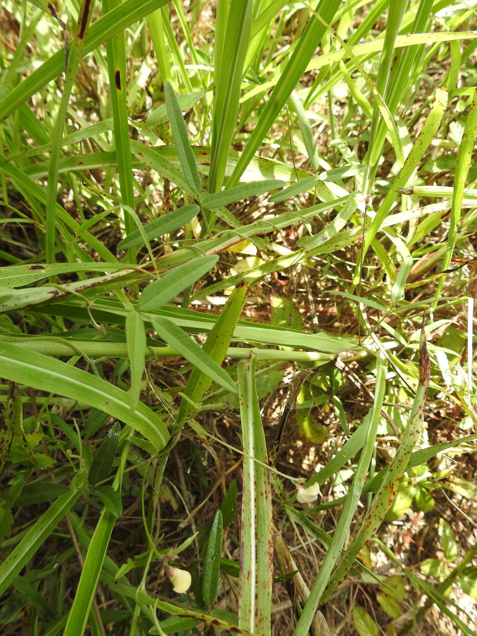 Image de Strophostyles leiosperma (Torr. & A. Gray) Piper