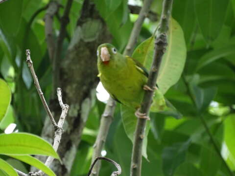 Image of Orange-chinned Parakeet