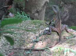 Physignathus resmi