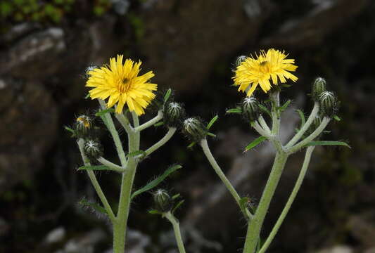 Image of Hieracium morii Hayata