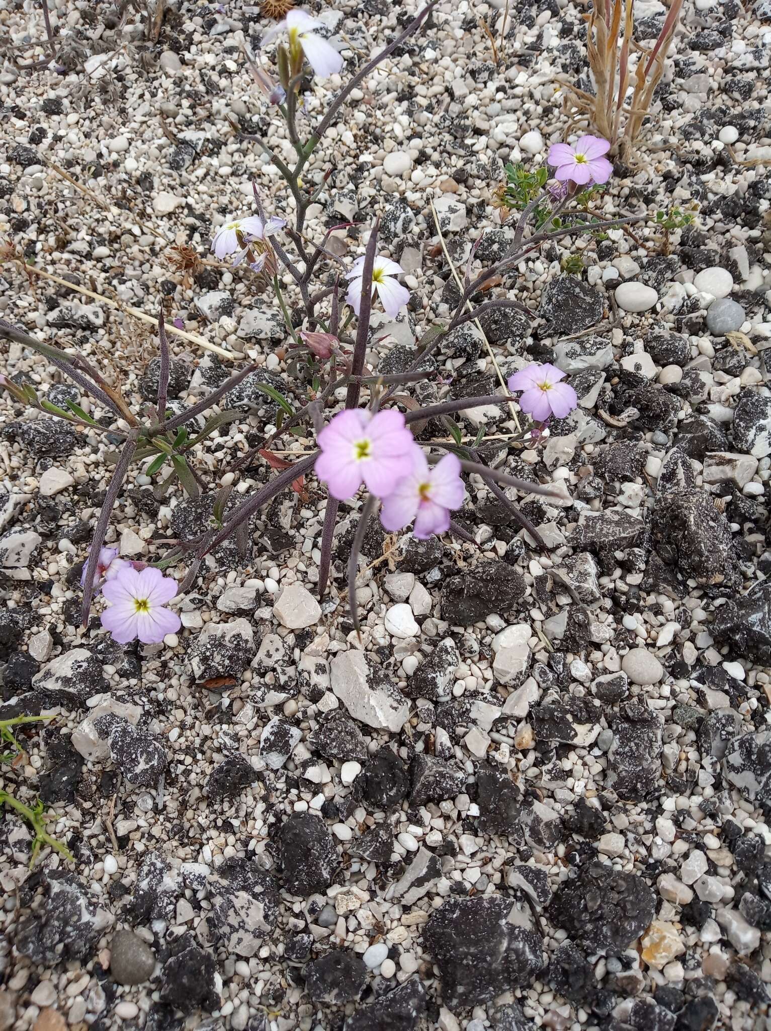 Imagem de Malcolmia maritima (L.) W. T. Aiton