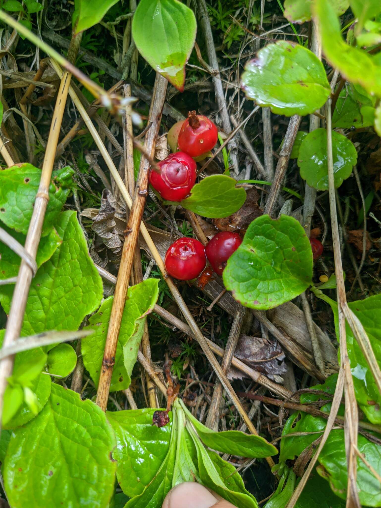 صورة Vaccinium praestans Lamb.