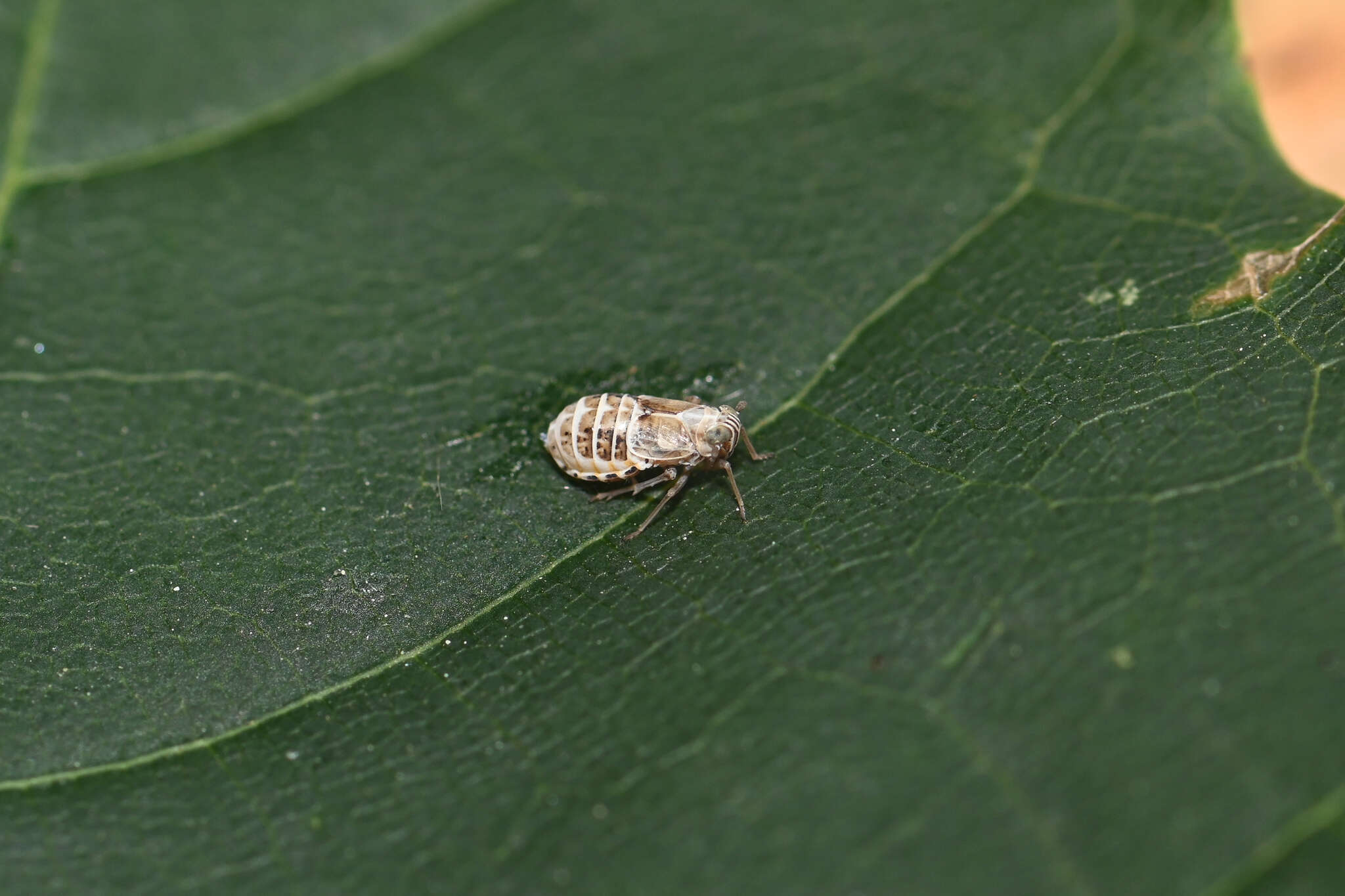 Image of Dicranotropis (Dicranotropis) hamata Boheman 1847