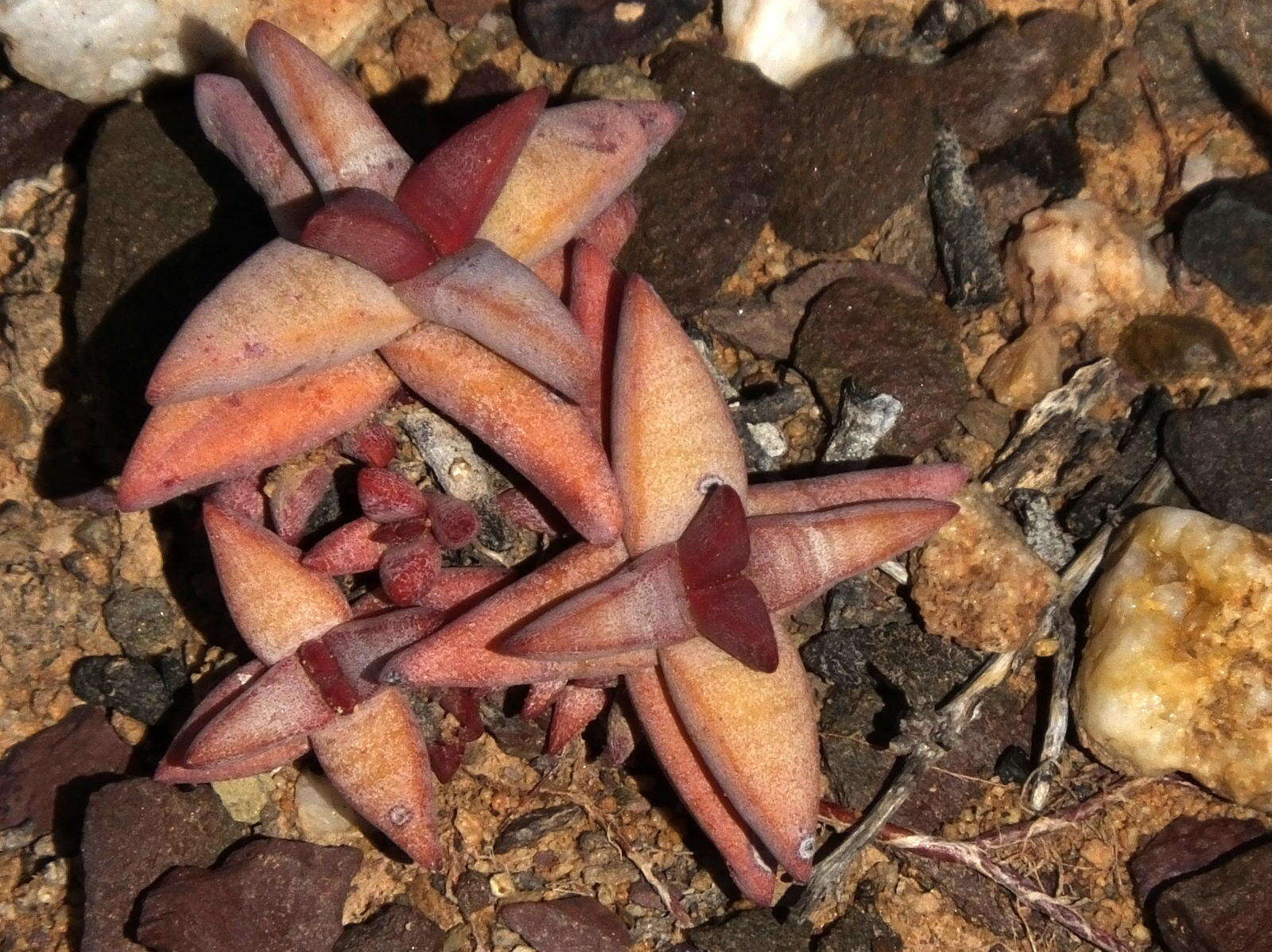 Image of Crassula congesta N. E. Br.