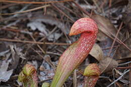 Image of pitcherplant