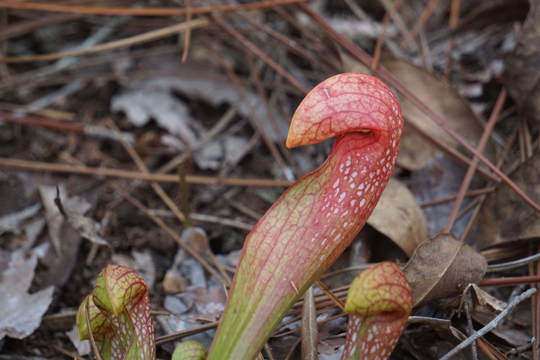 Image of pitcherplant