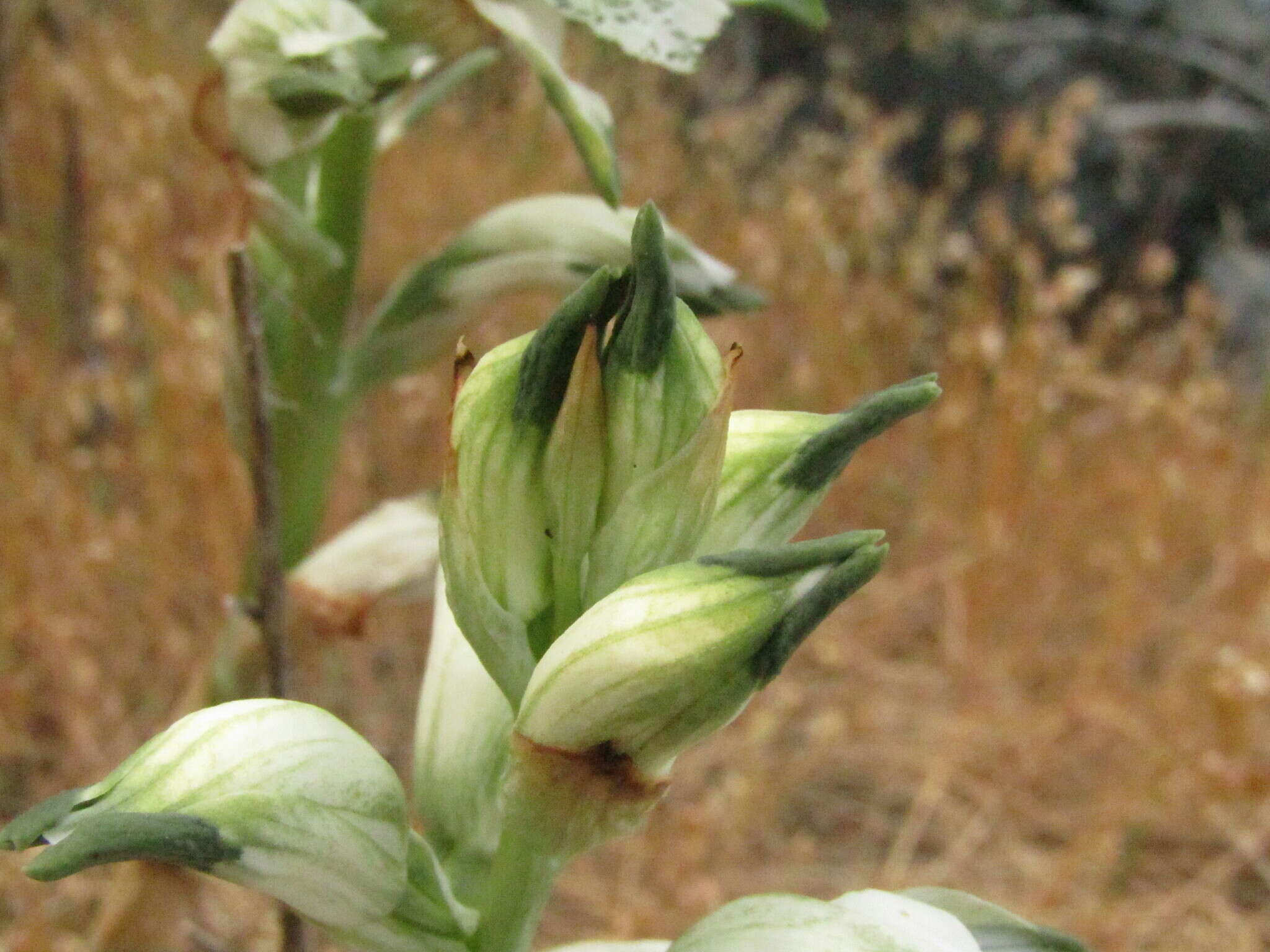 Image of Chloraea piquichen (Lam.) Lindl.