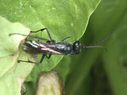 Image of Spider wasp