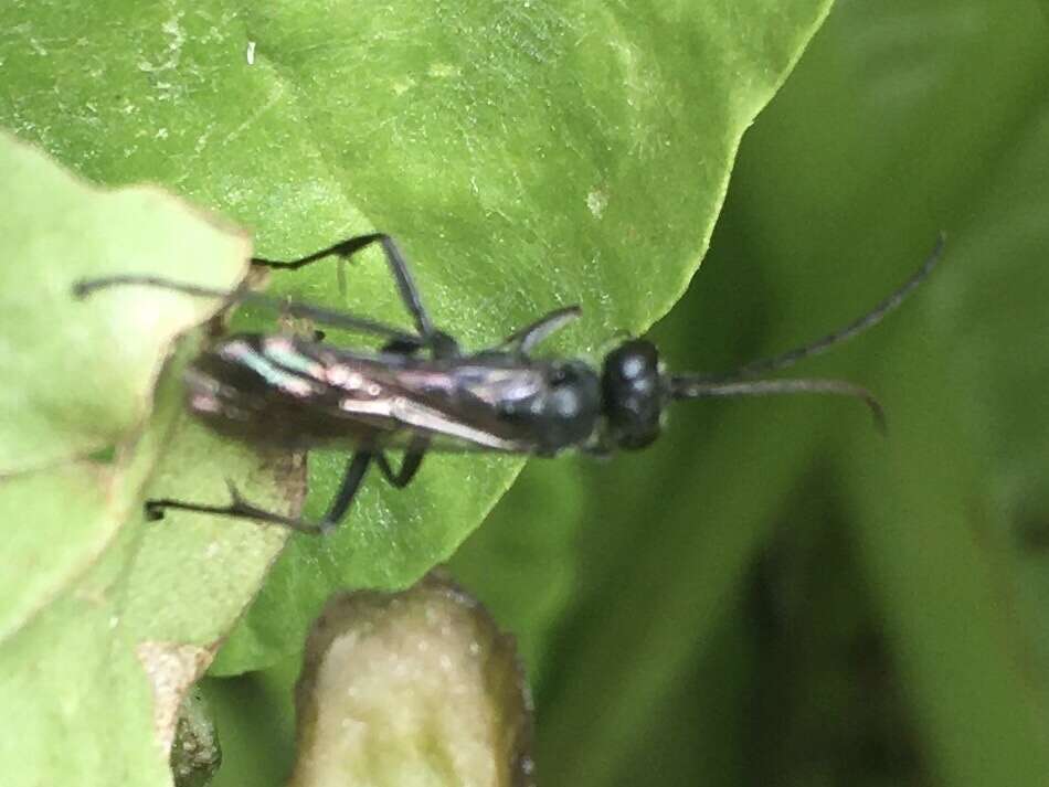 Image of Spider wasp