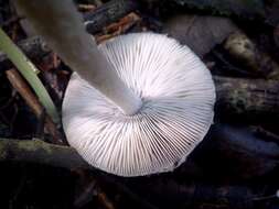 Coprinopsis melanthina (Fr.) Örstadius & E. Larss. 2015 resmi