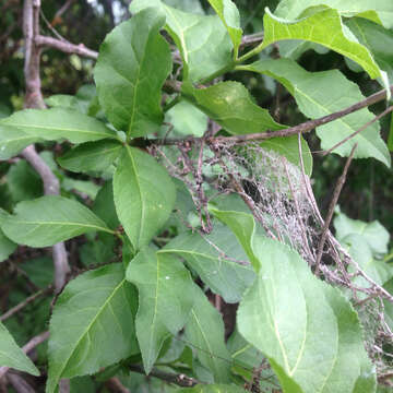 Image of Common spindle tree