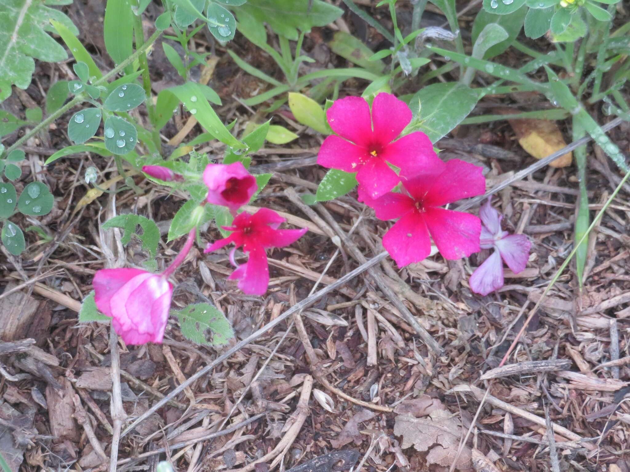 Image of Wilcox's phlox