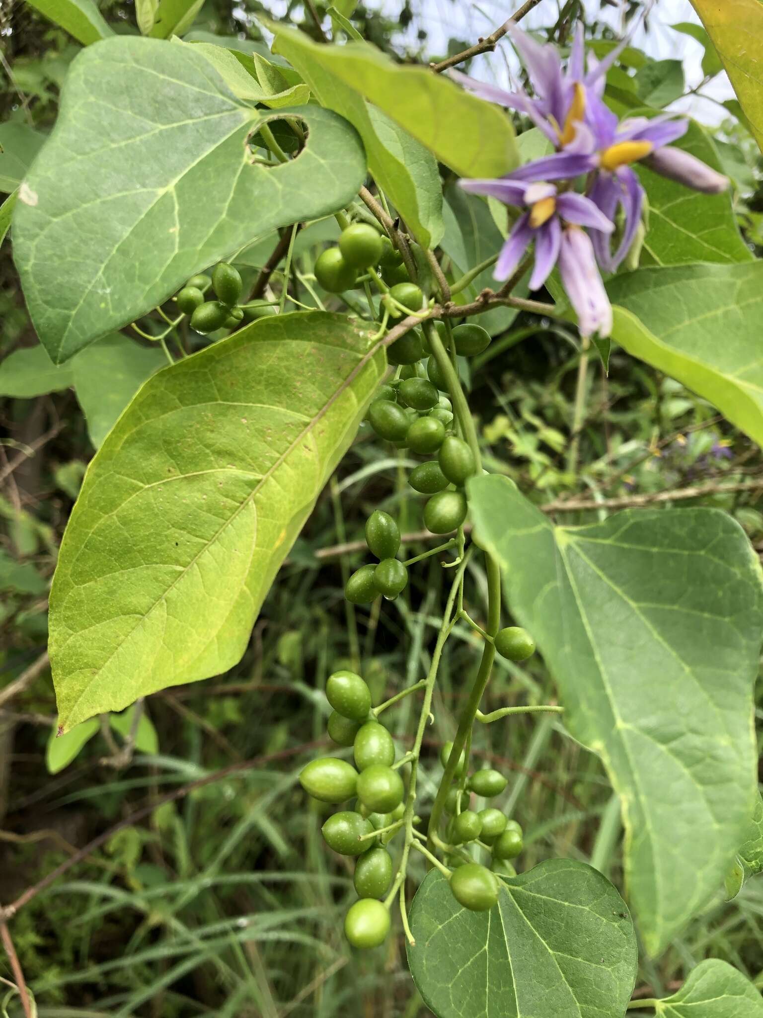 Image of Solanum subinerme Jacq.