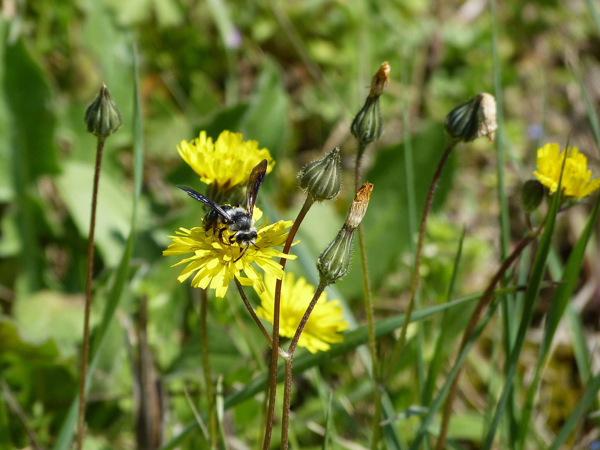 Image of Andrena agilissima (Scopoli 1770)