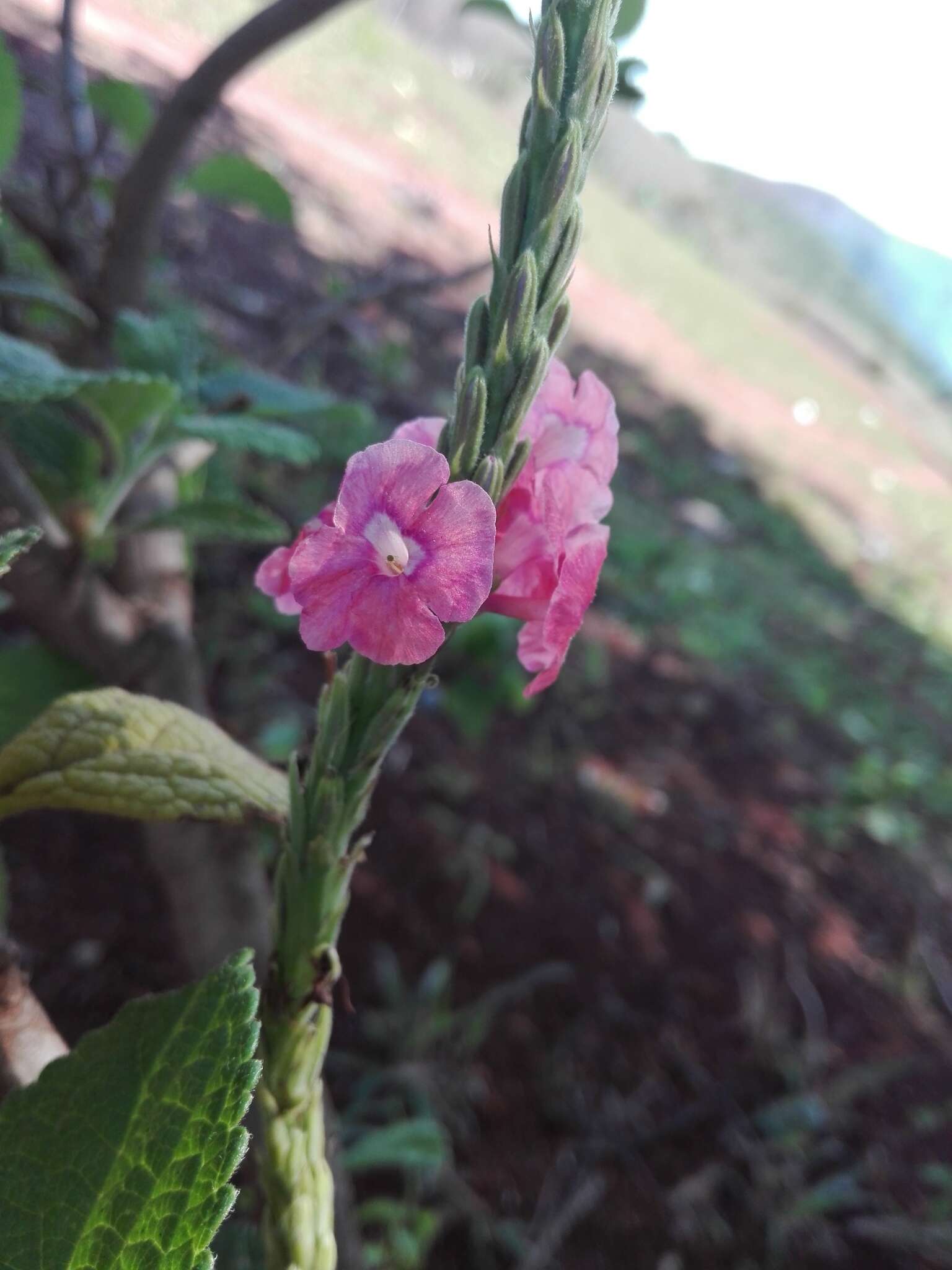 Image of cayenne porterweed