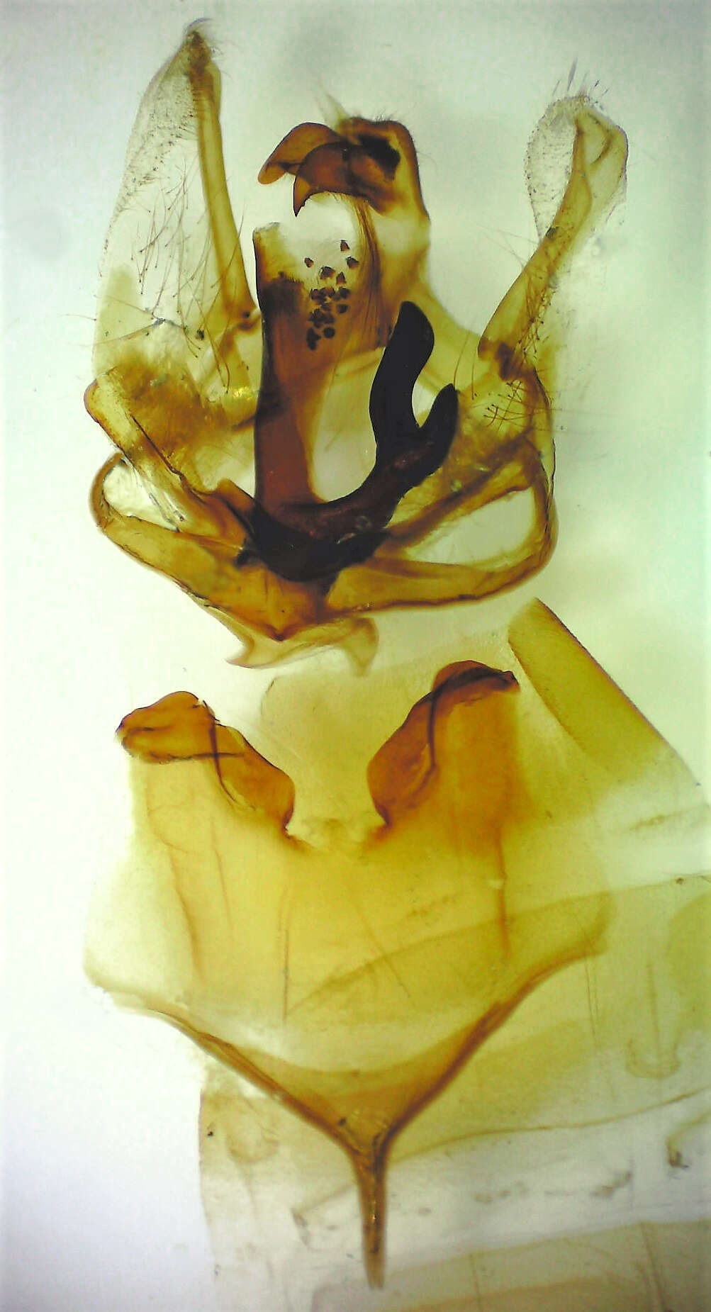 Image of Orange-humped Mapleworm