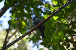 Image of Black-fronted Nunbird
