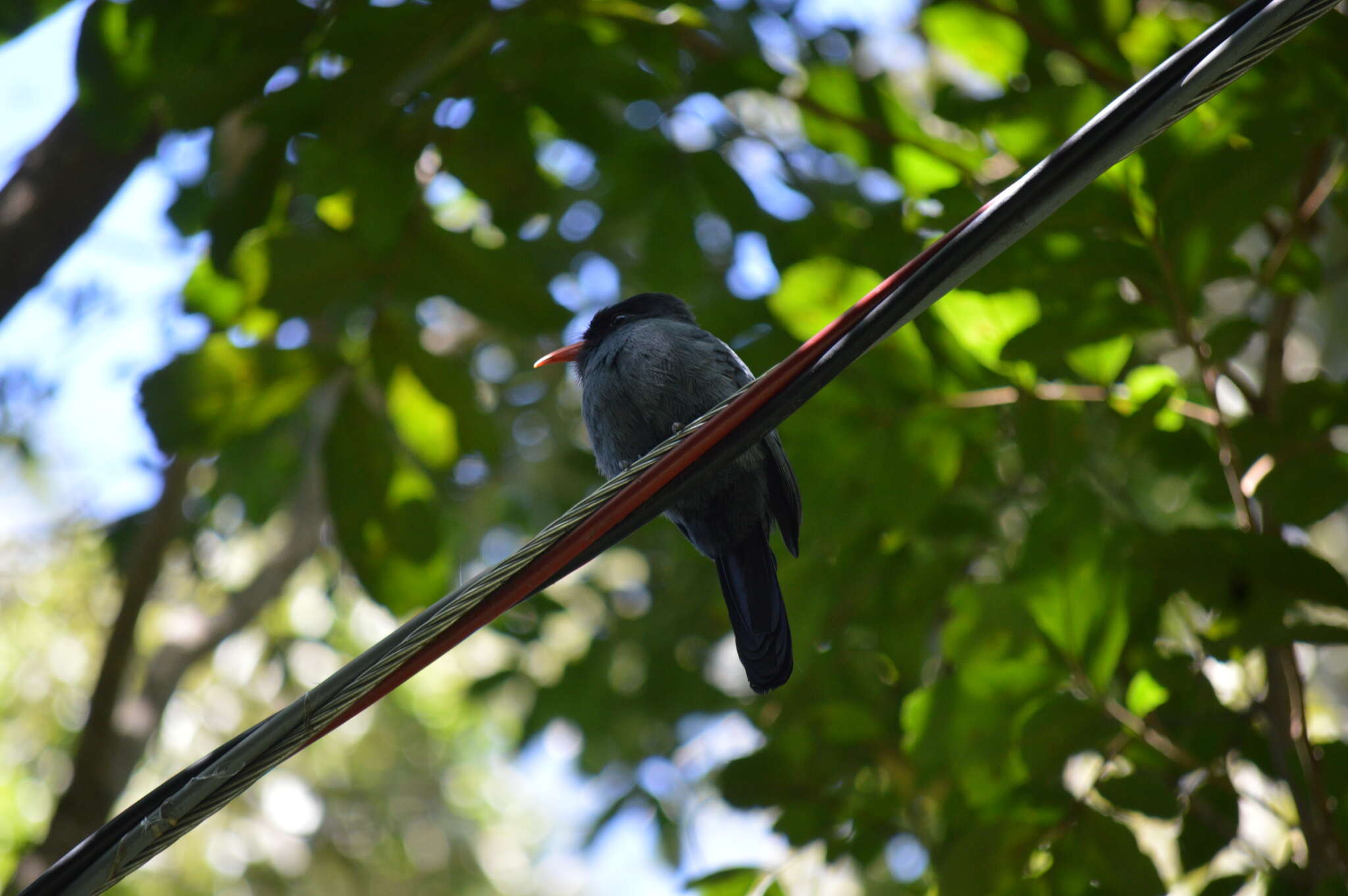 Image of Black-fronted Nunbird
