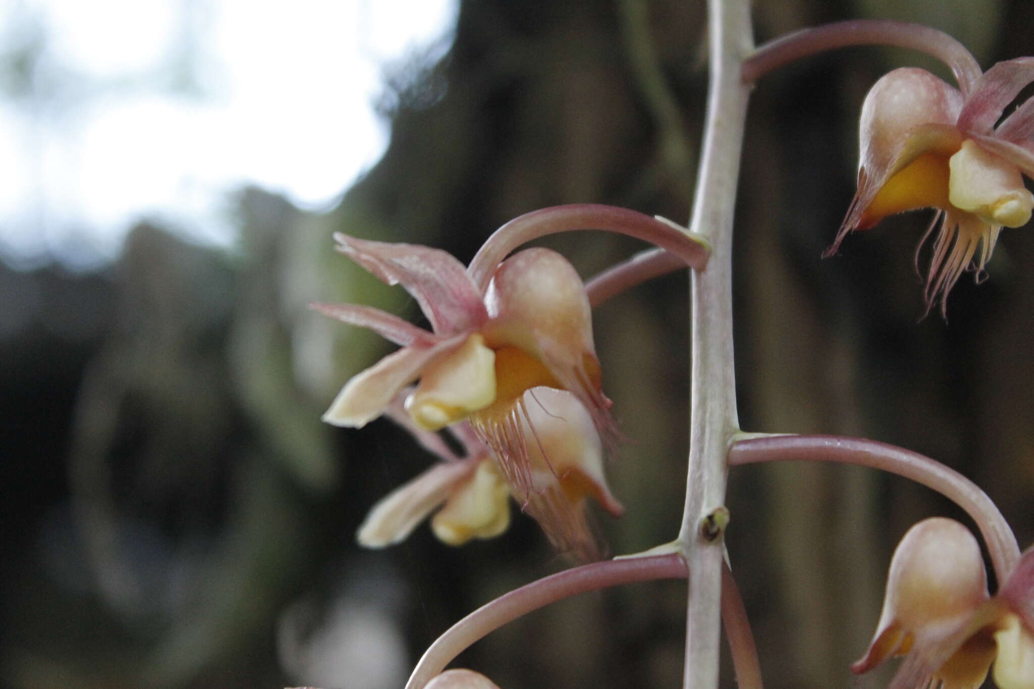 Catasetum roseoalbum (Hook.) Lindl.的圖片