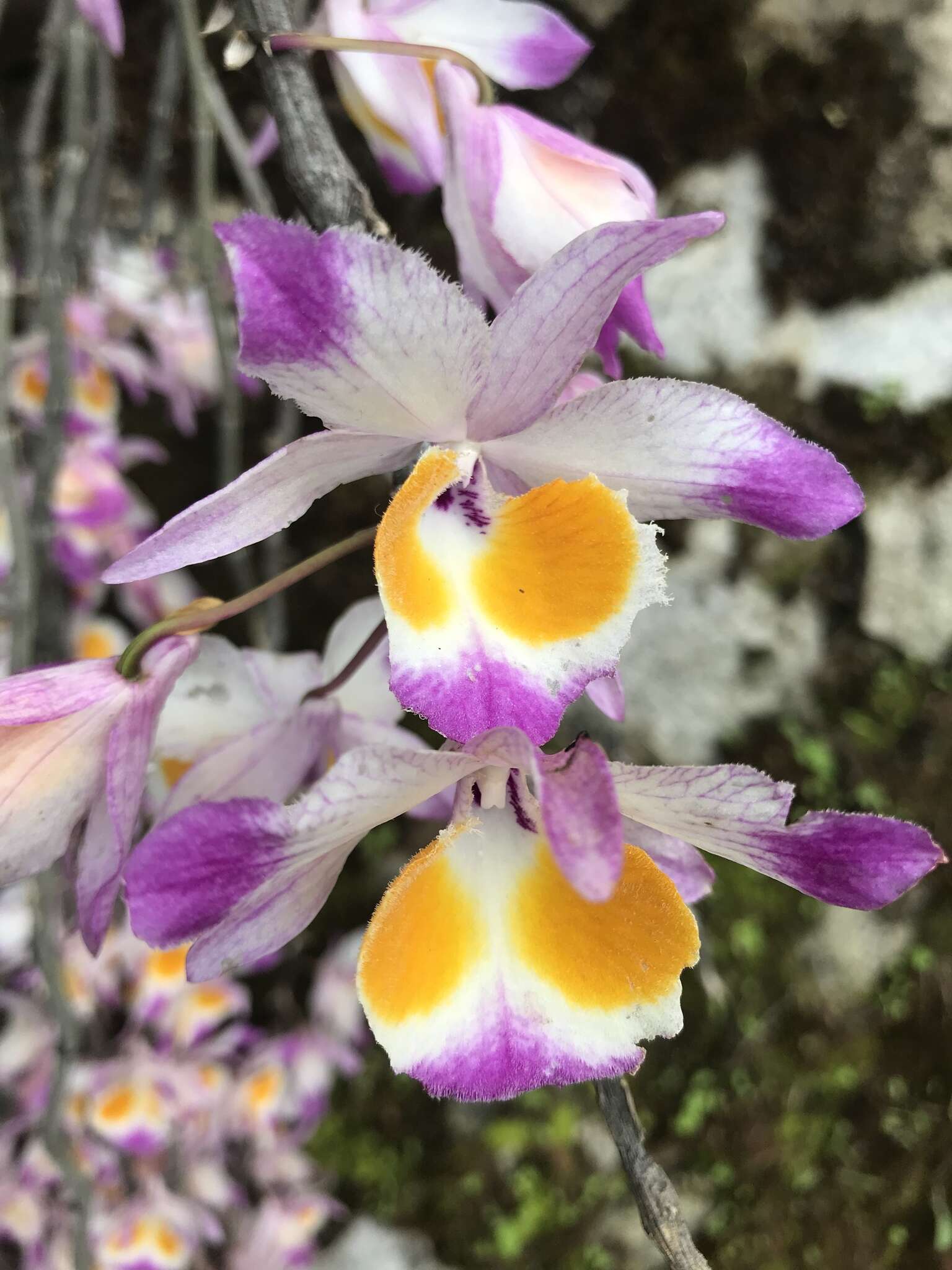 Image of Dendrobium devonianum Paxton