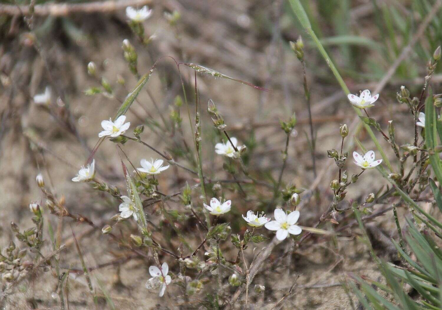 صورة Sabulina glaucina (Dvoráková) Dillenb. & Kadereit