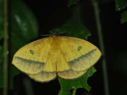 Image of Decachorda aspersa Bouvier 1927