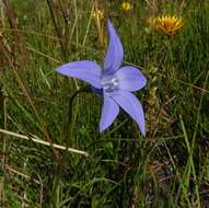 Image of Wahlenbergia ceracea Lothian