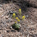 Слика од Draba asprella Greene