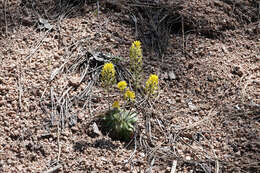 Image of rough draba