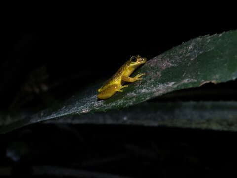 Image of Scinax dolloi (Werner 1903)