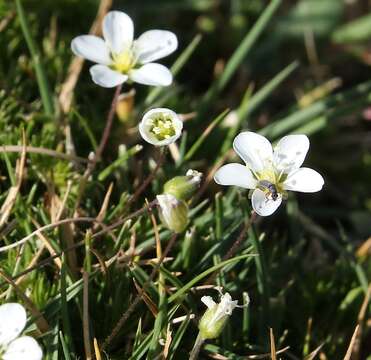 Sagina pilifera (DC.) Fenzl resmi