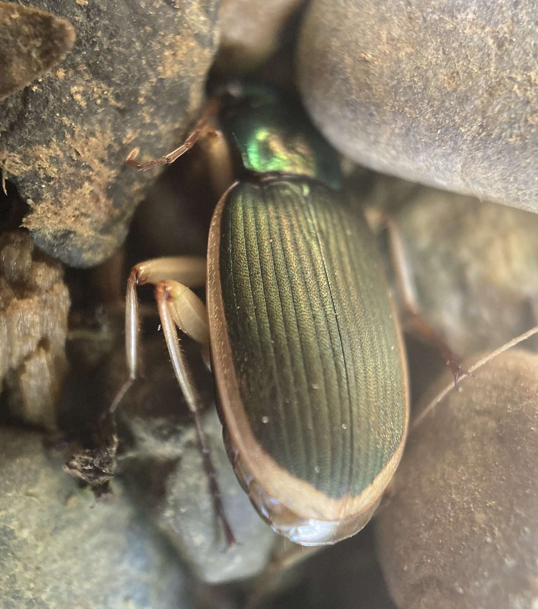 Sivun Chlaenius (Chlaenites) spoliatus (P. Rossi 1792) kuva