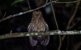 Image of Mindoro Hawk-Owl