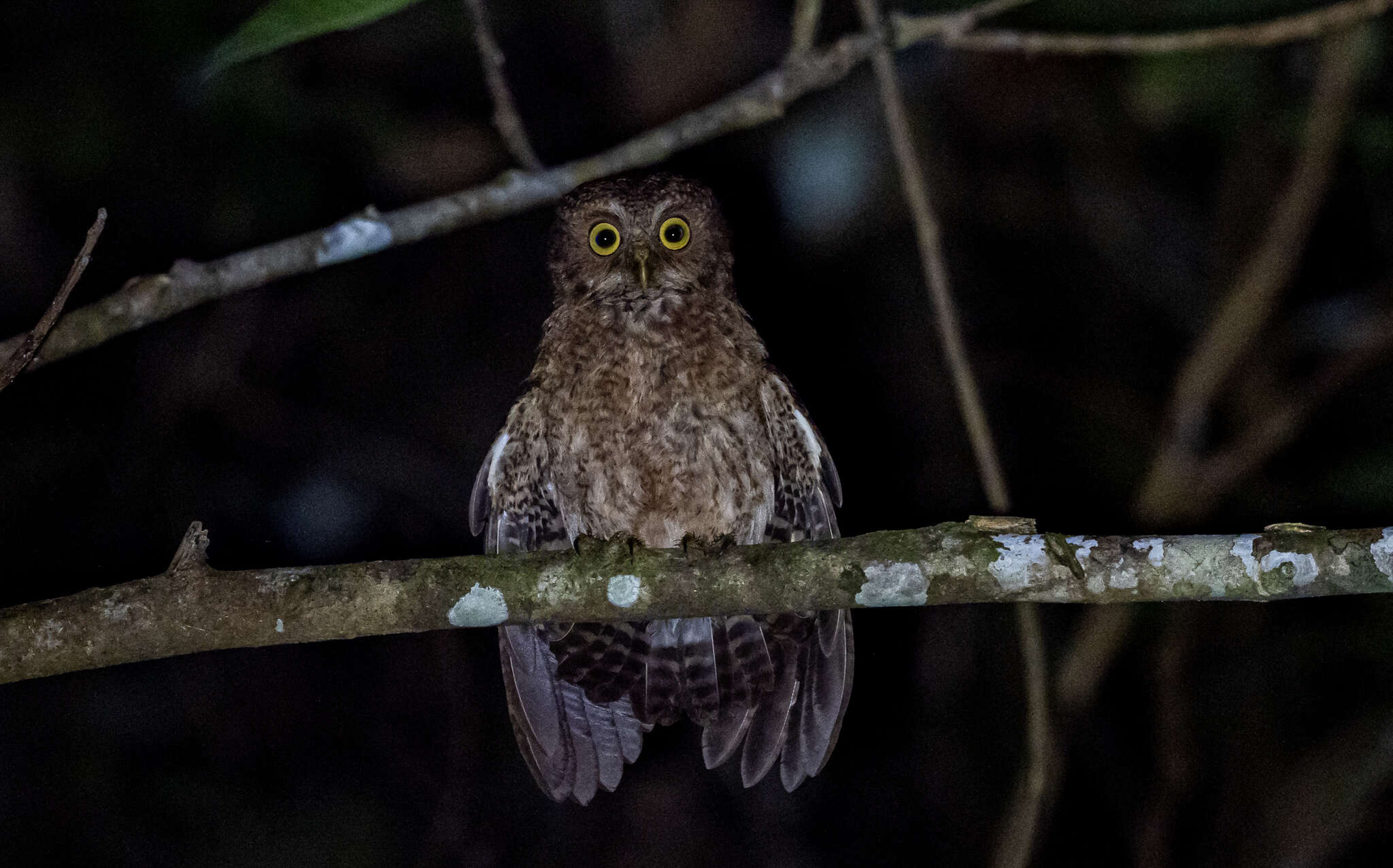 Image de Ninox mindorensis Ogilvie-Grant 1896