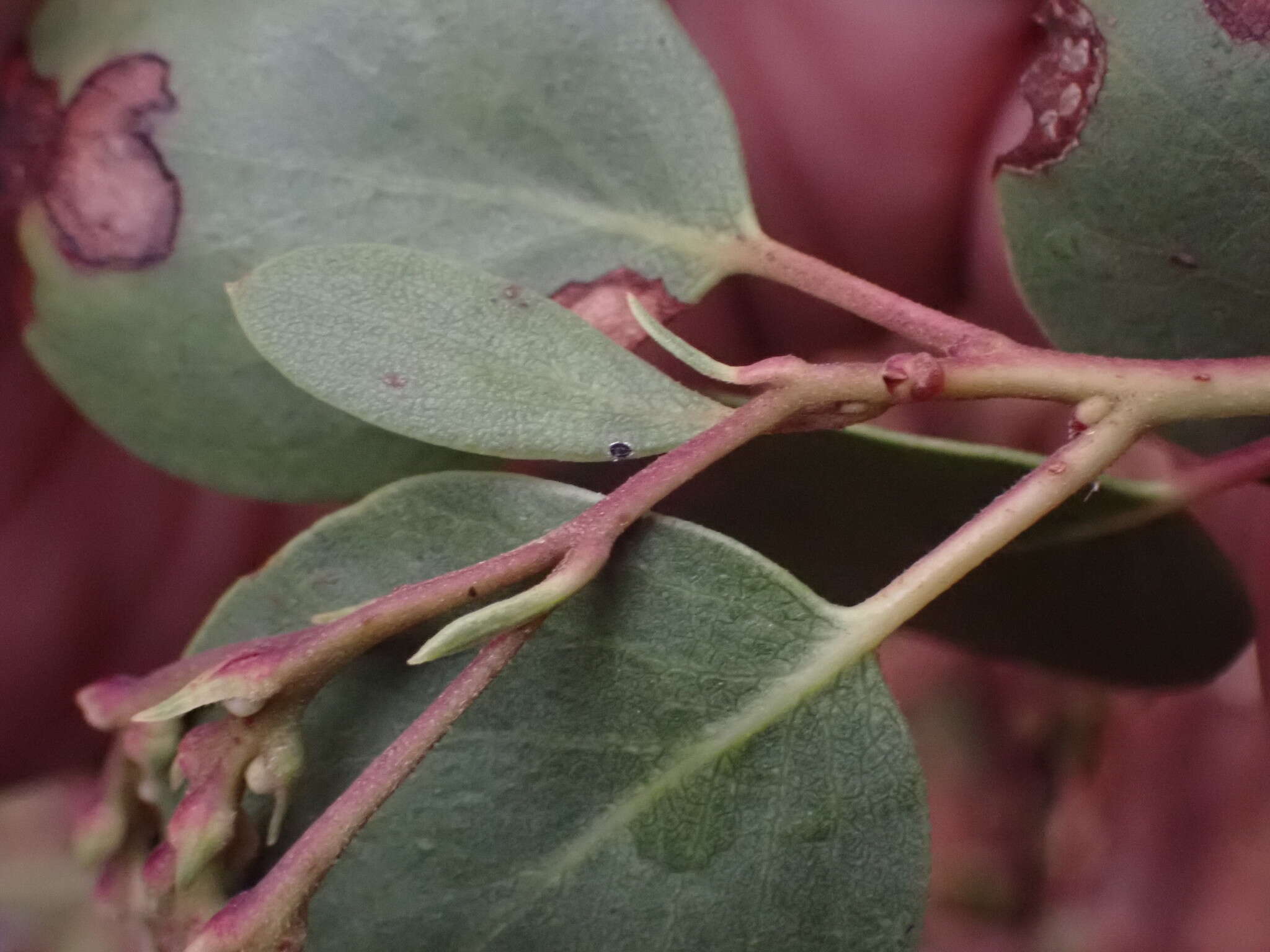 Sivun Arctostaphylos manzanita subsp. wieslanderi P. V. Wells kuva