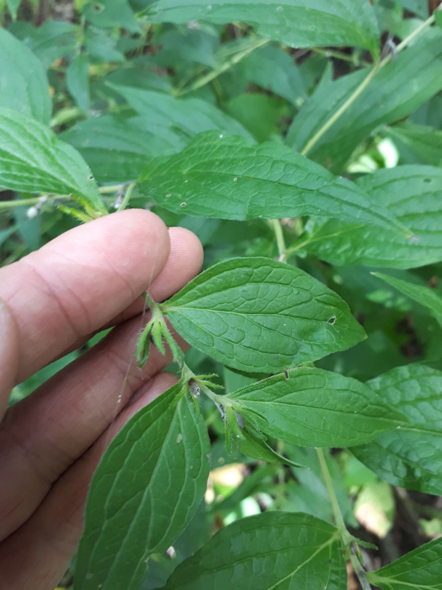 Image of American stoneseed