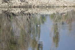 Imagem de Podiceps nigricollis californicus Heermann 1854