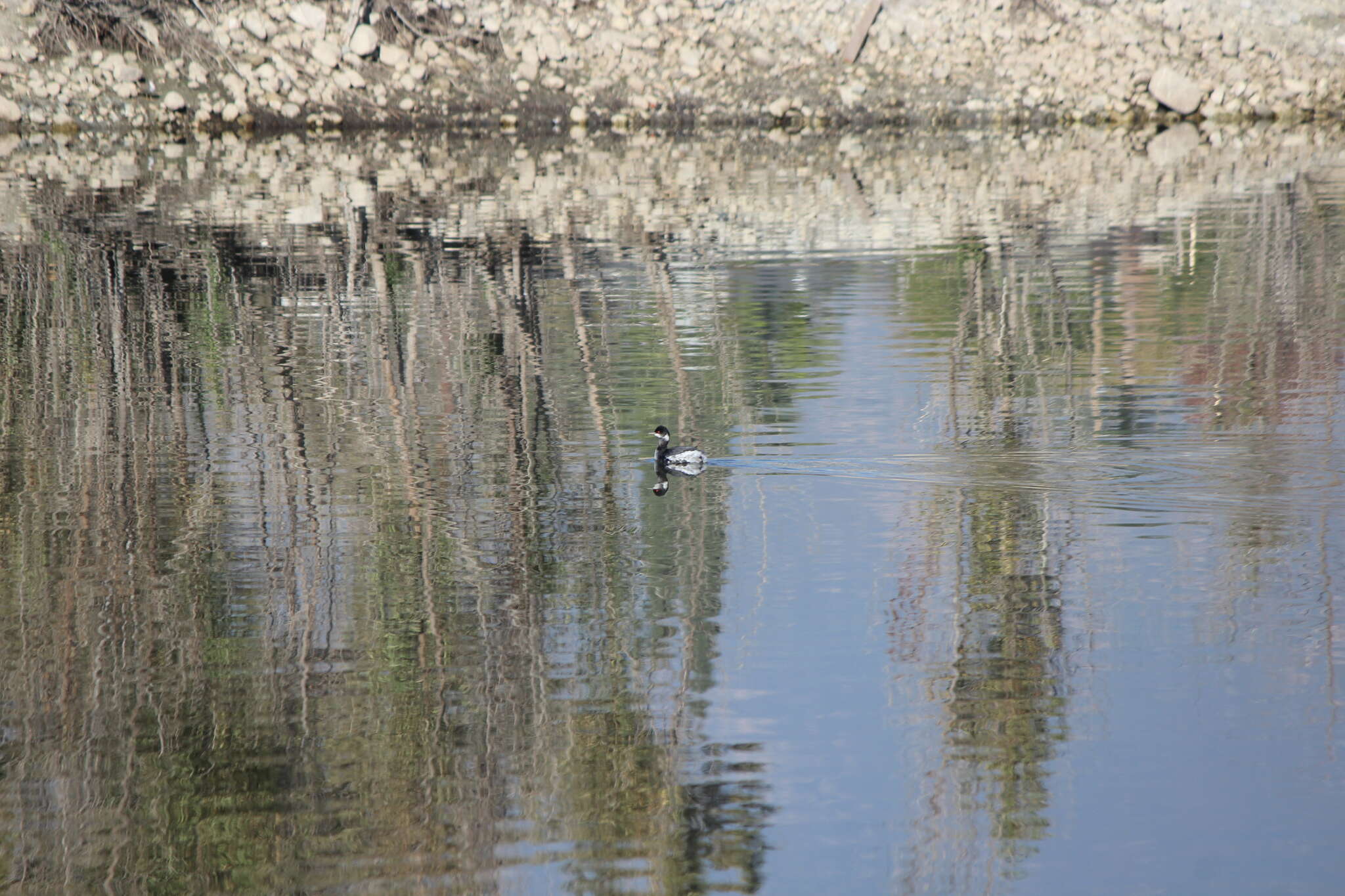 Imagem de Podiceps nigricollis californicus Heermann 1854