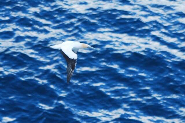 Image of Australasian Gannet