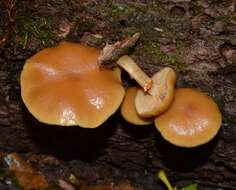 Image of Galerina marginata (Batsch) Kühner 1935