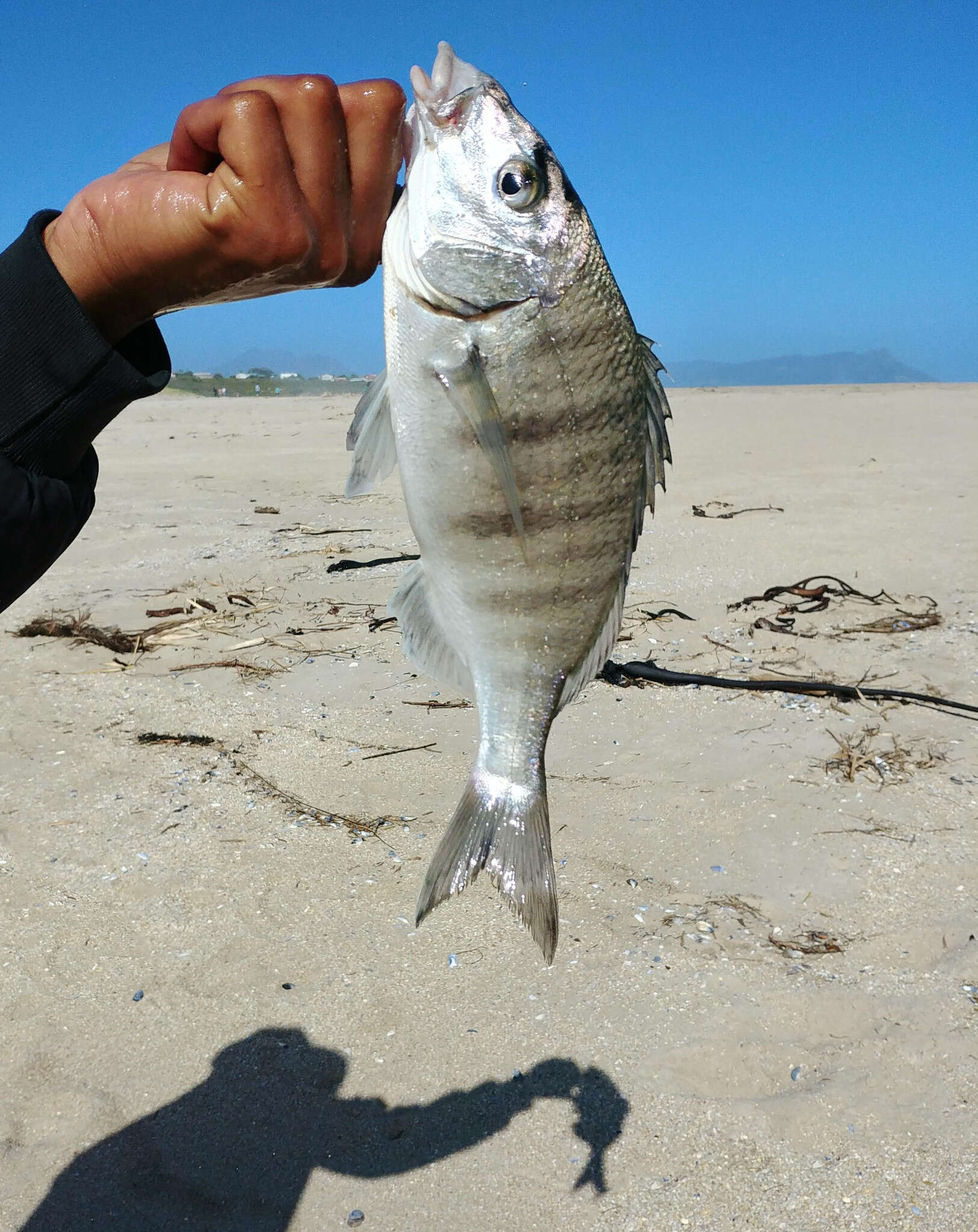 Image of Pignose Grunter