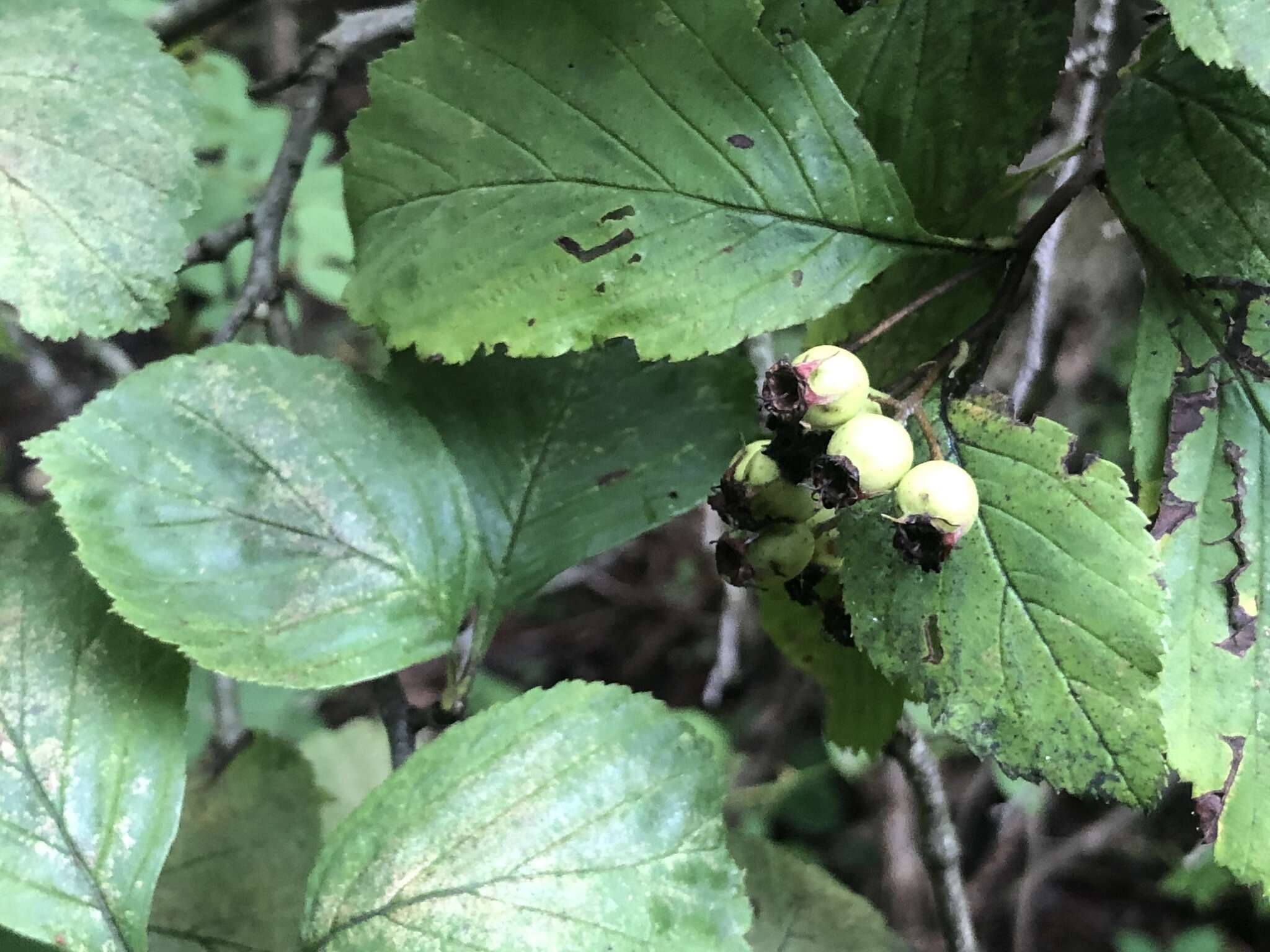 Sivun Crataegus calpodendron (Ehrh.) Medik. kuva