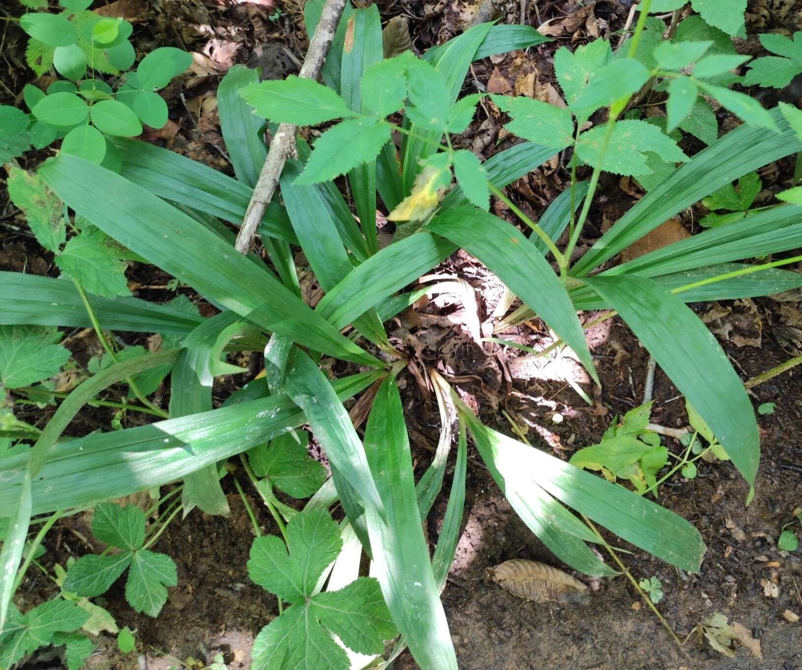 Carex siderosticta Hance resmi