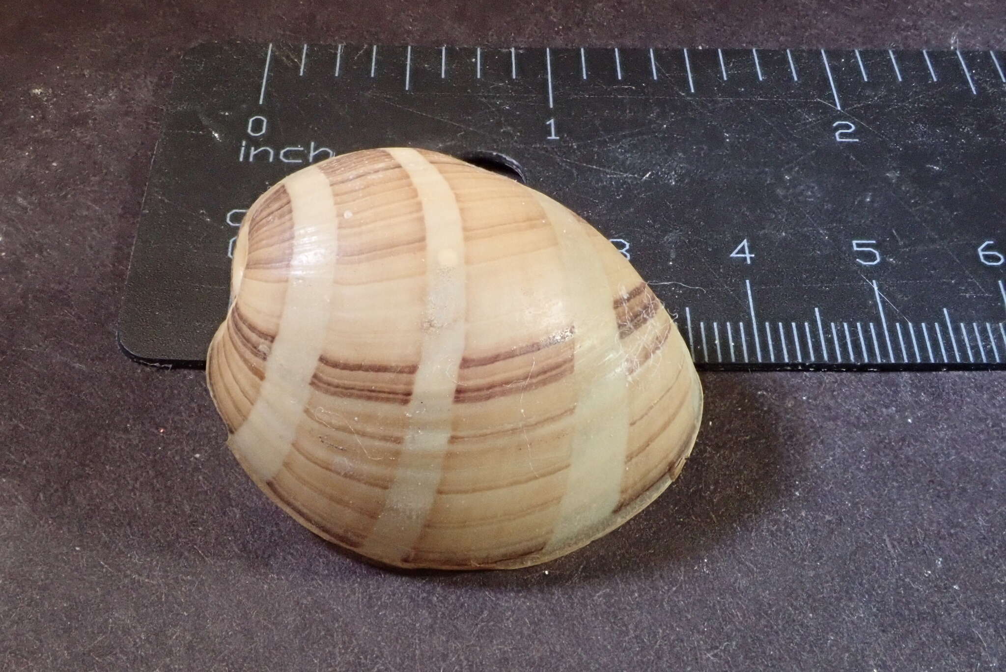 Image of white-banded bubble