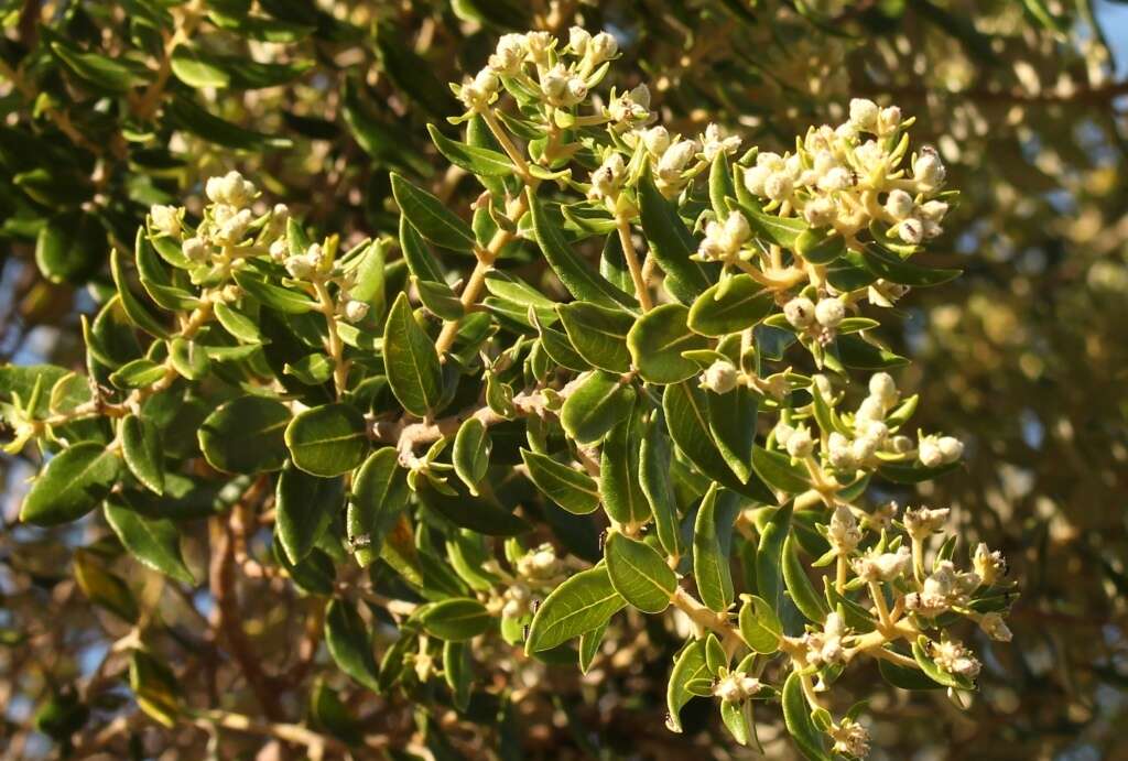 Image of Phylica buxifolia L.