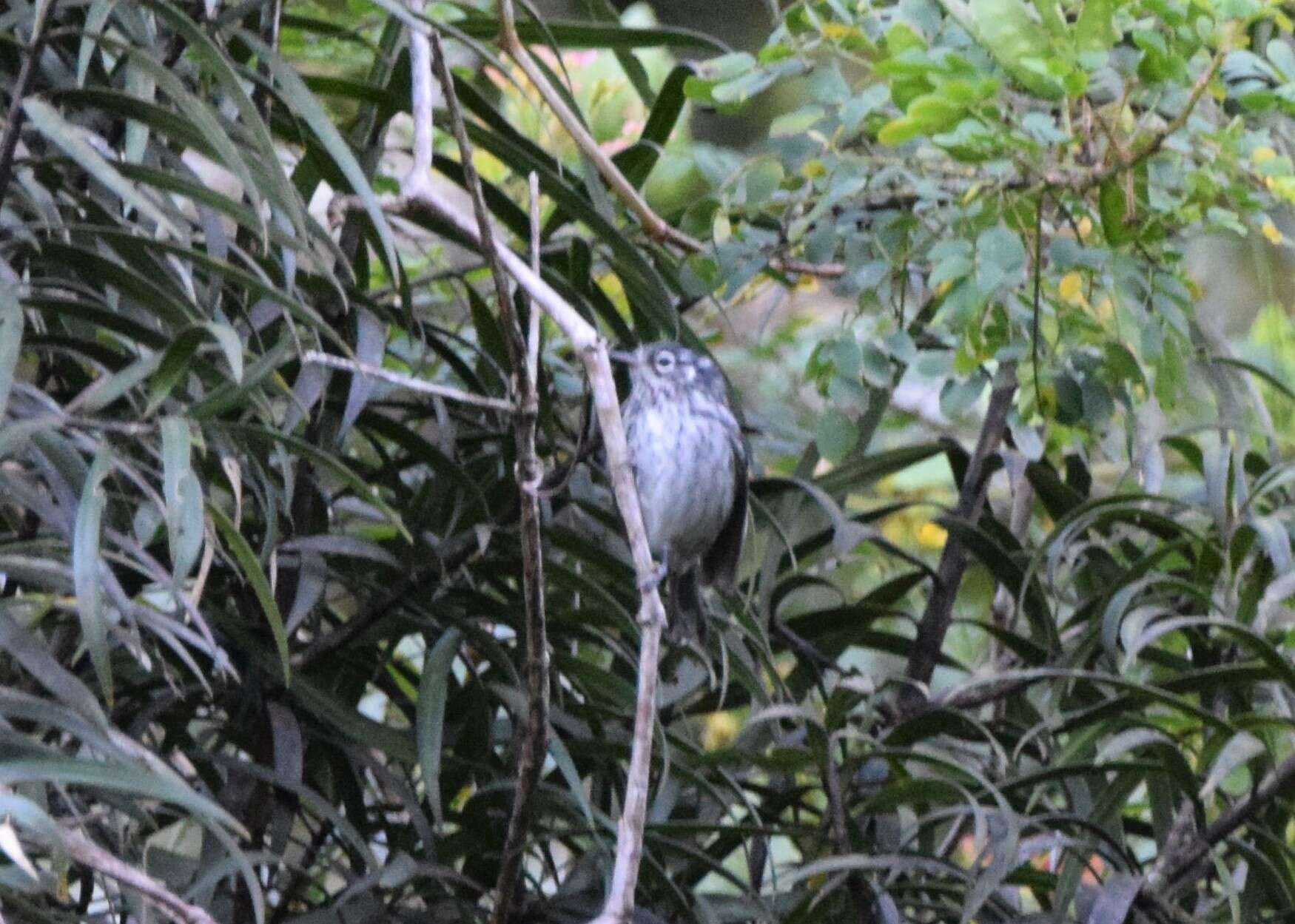 Image de Paruline d'Angela