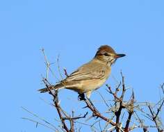 Image of Gray-bellied Shrike-Tyrant