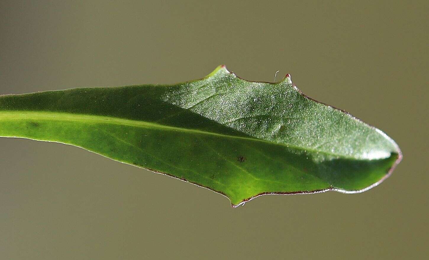 Image of Crepis jacquinii subsp. jacquinii