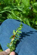 Image of Triphragmium filipendulae (Lasch) Pass. 1875